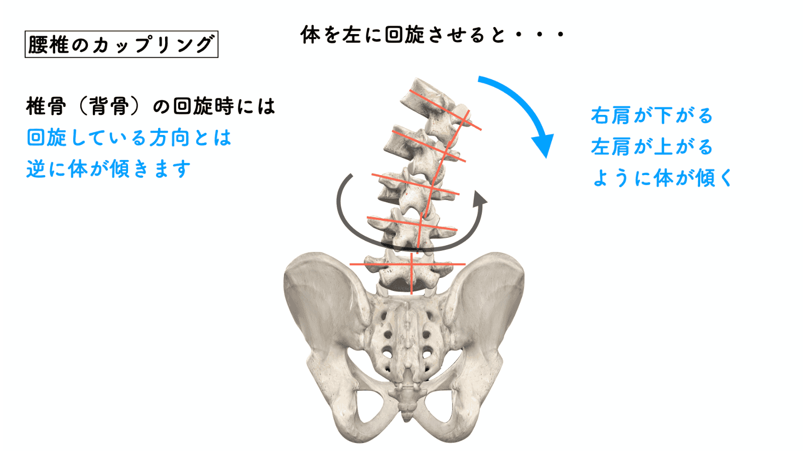 椎体のカップリング
