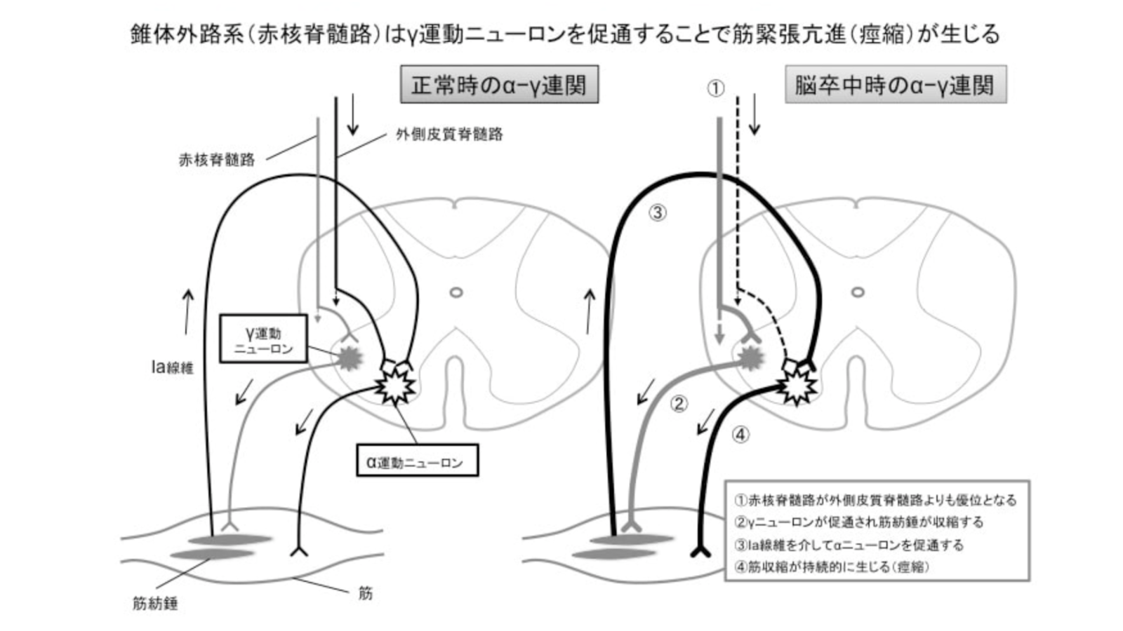 筋収縮の仕組み