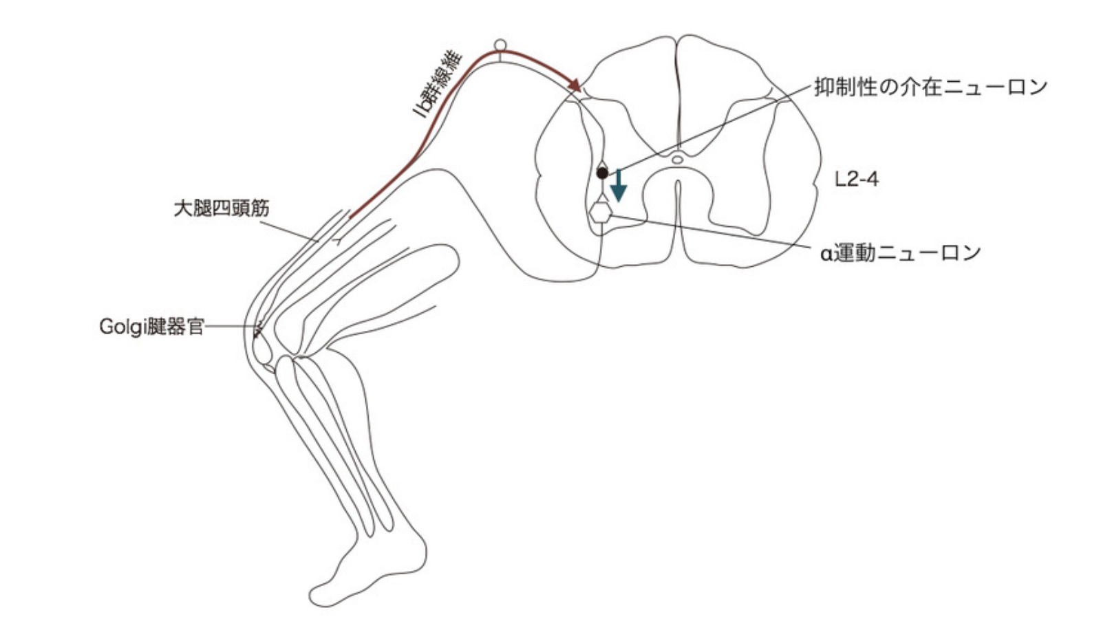 自己抑制作用による筋収縮の調整