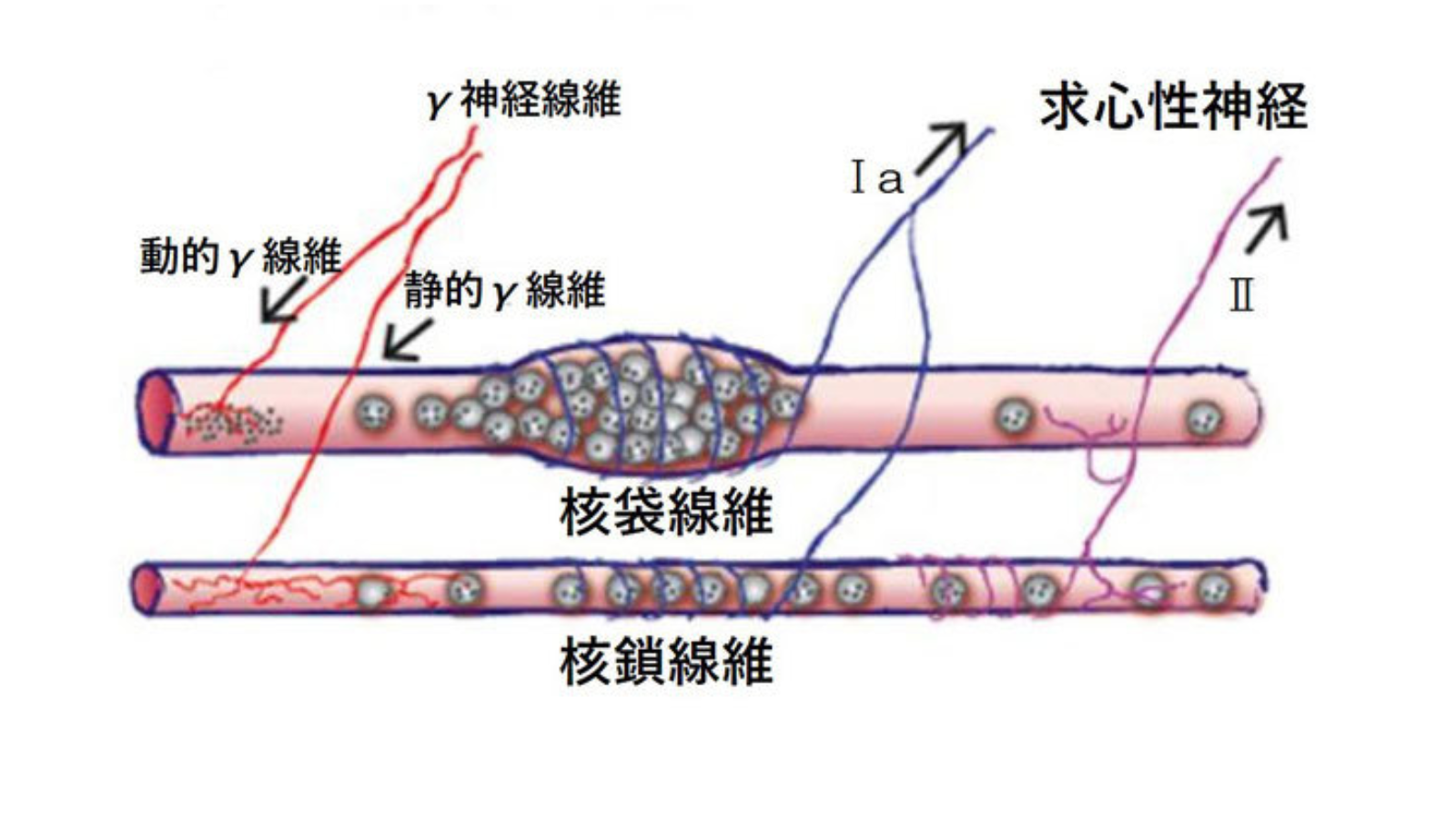 α−γ収縮連関