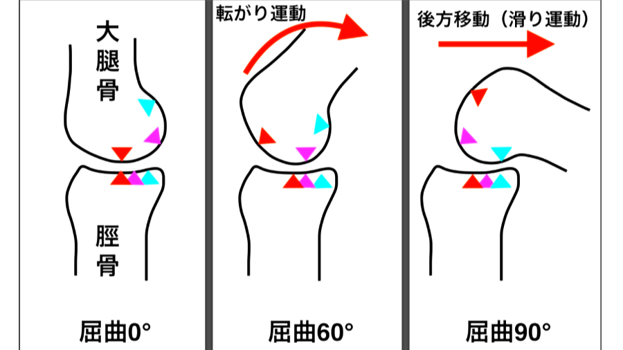 膝関節における転がり・滑り