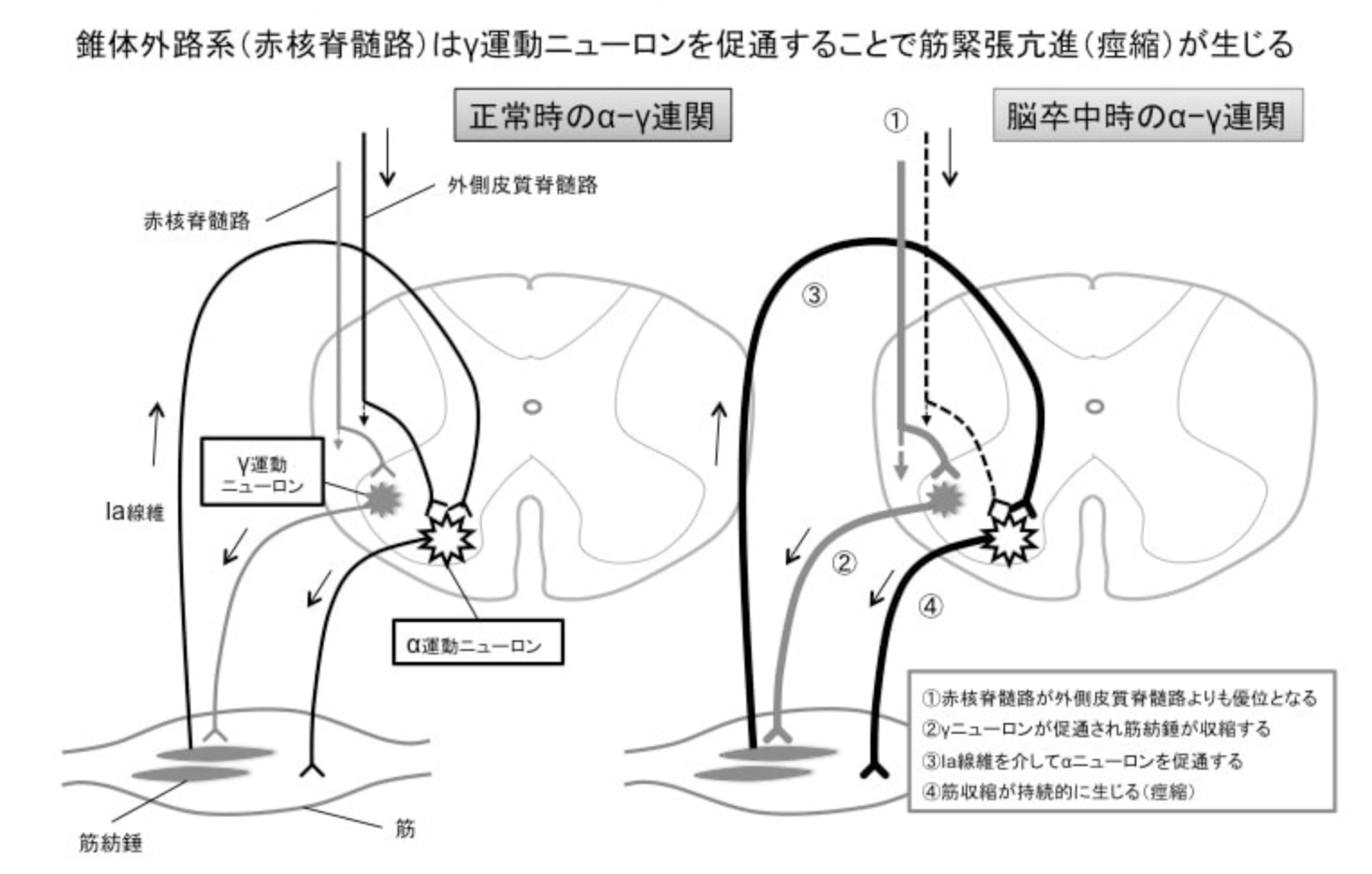 筋収縮の仕組み