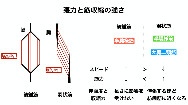 筋繊維の種類