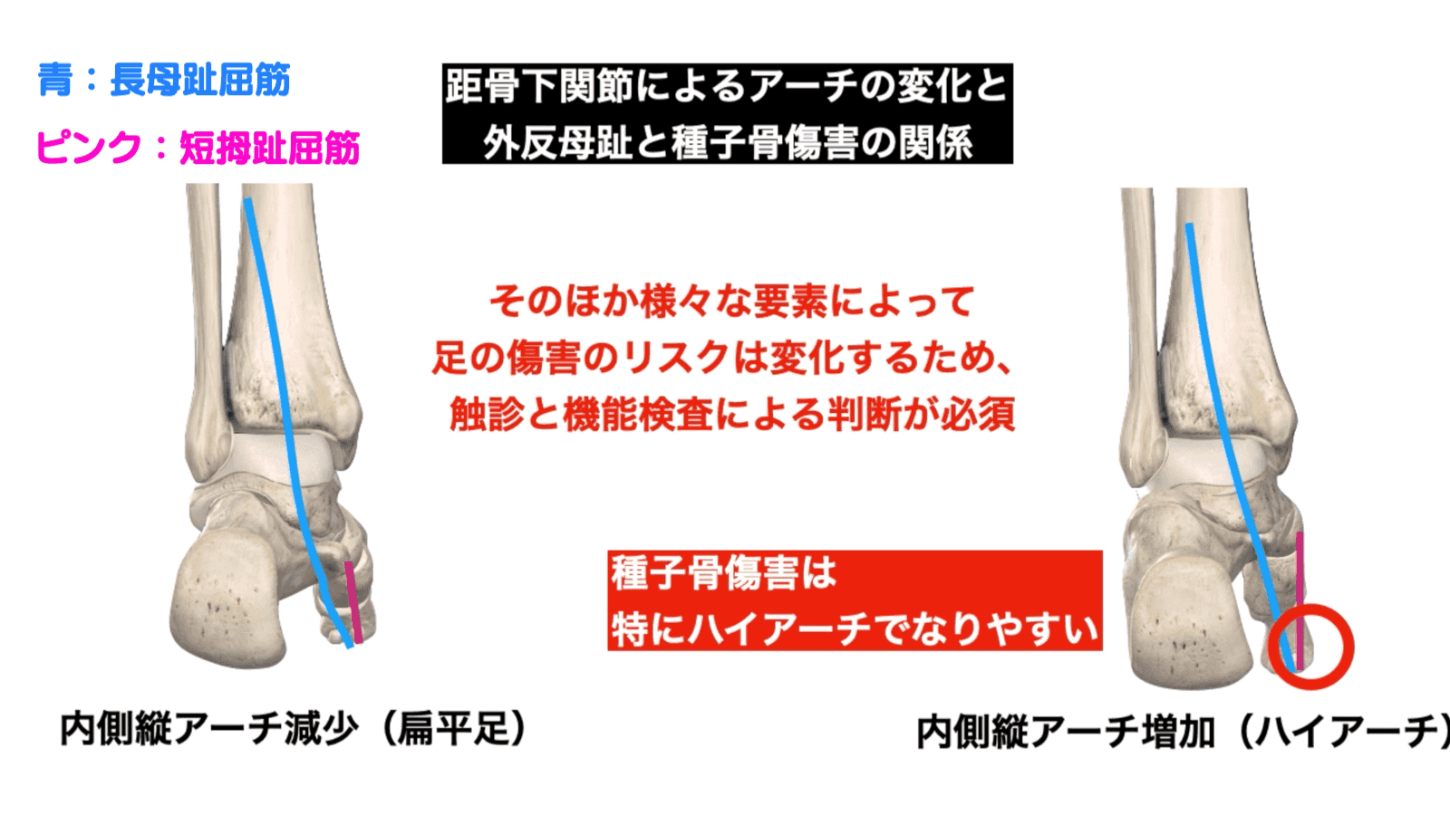 長母趾屈筋・短母趾屈筋の機能解剖
