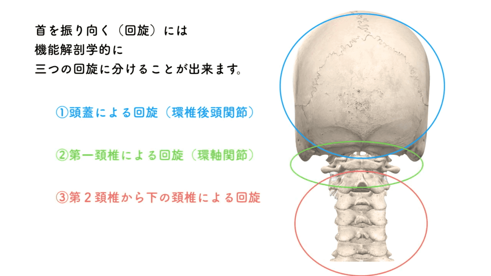 頭と第1頸椎・第2頸椎の特異な形態と機能