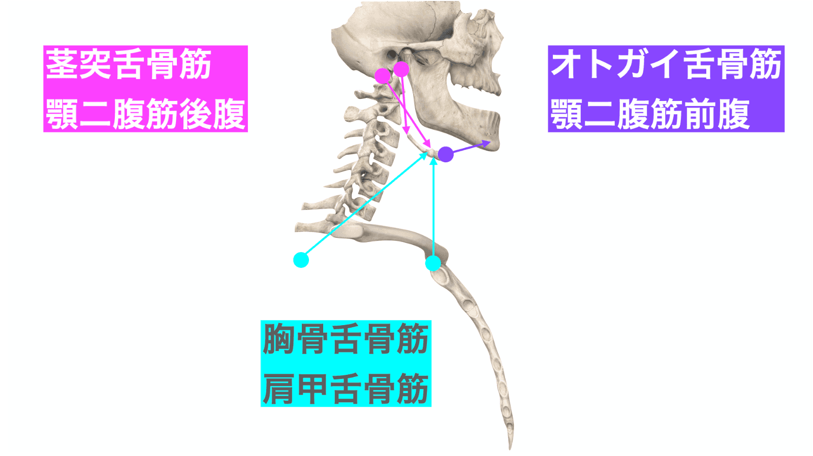 発声や嚥下の機能解剖