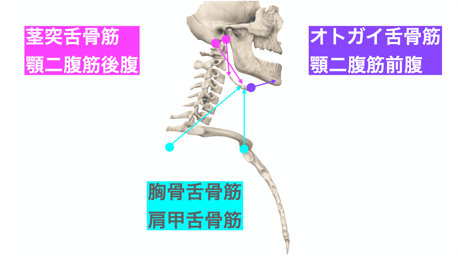 発声や嚥下の機能解剖