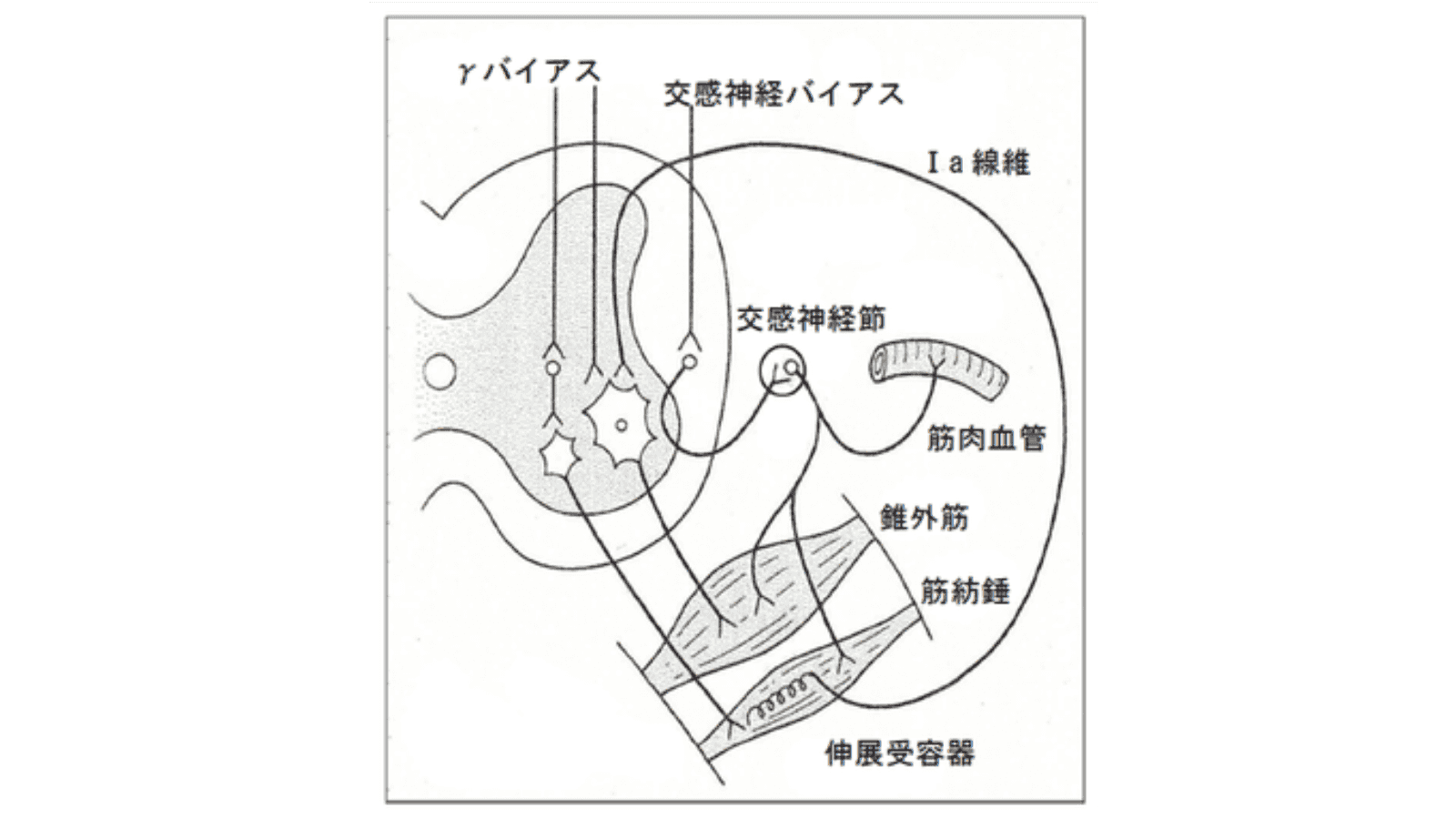 筋収縮のメカニズム
