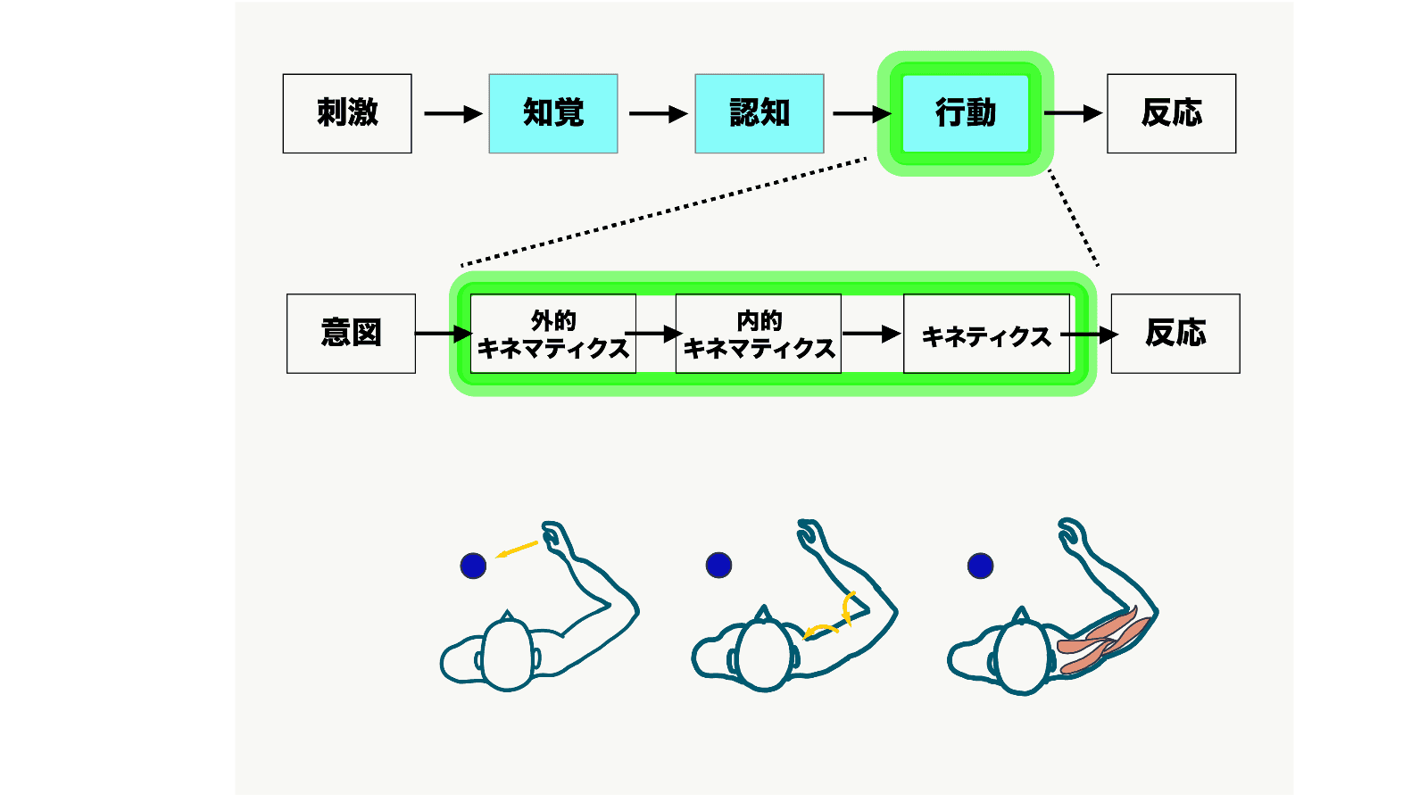 軌道・修正と筋活動