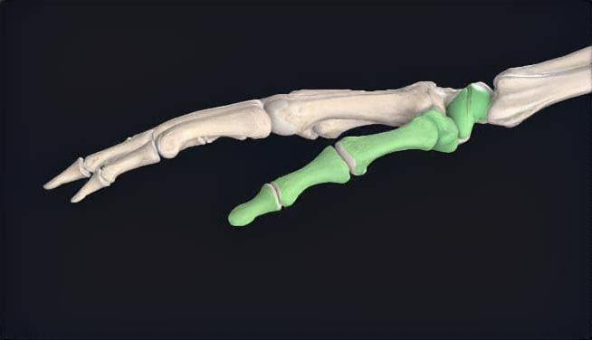 母指の機能解剖