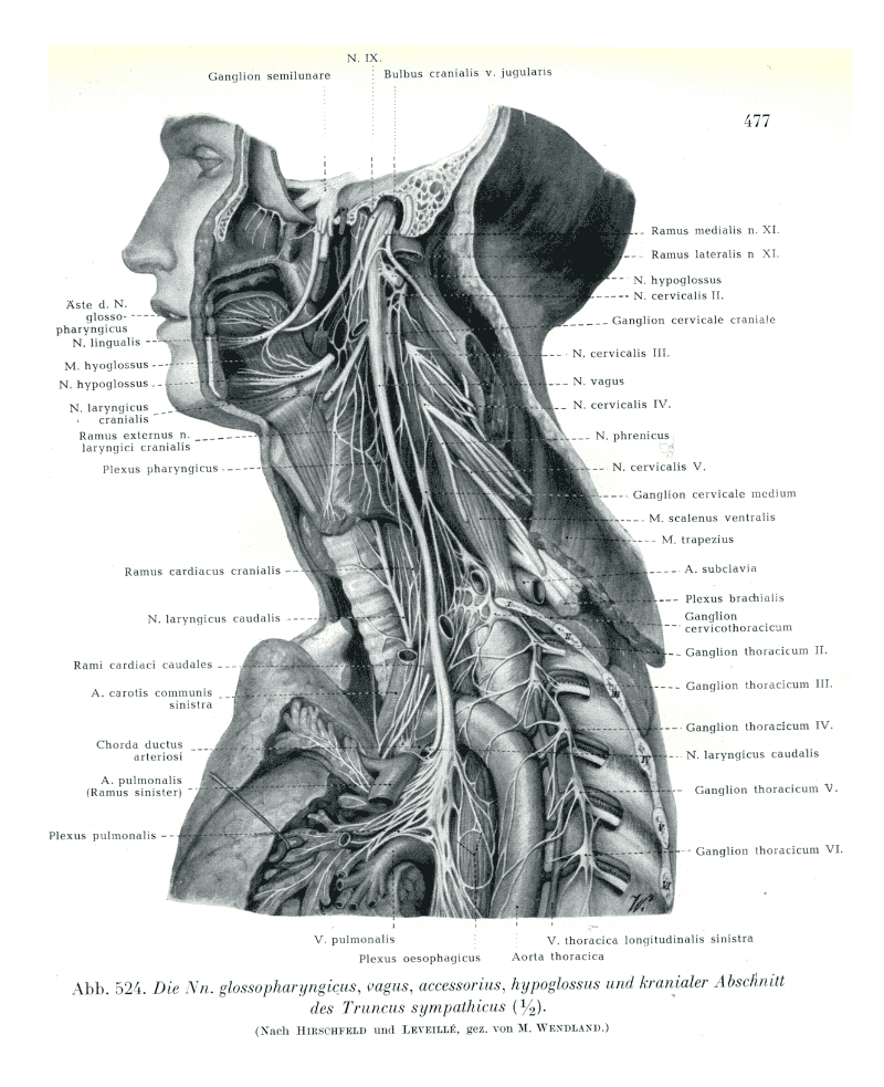 咽頭の写真