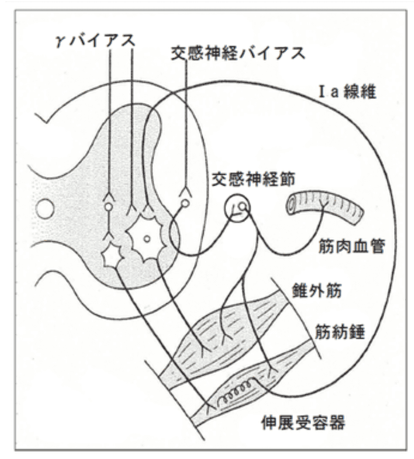 筋収縮のメカニズム