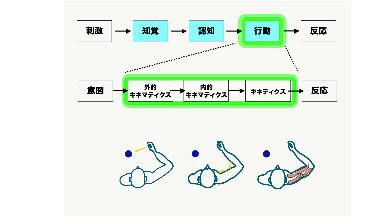 軌道・修正と筋活動