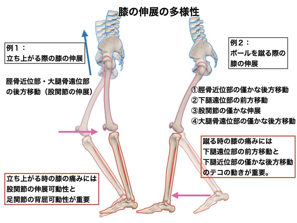 周辺関節との運動連鎖
