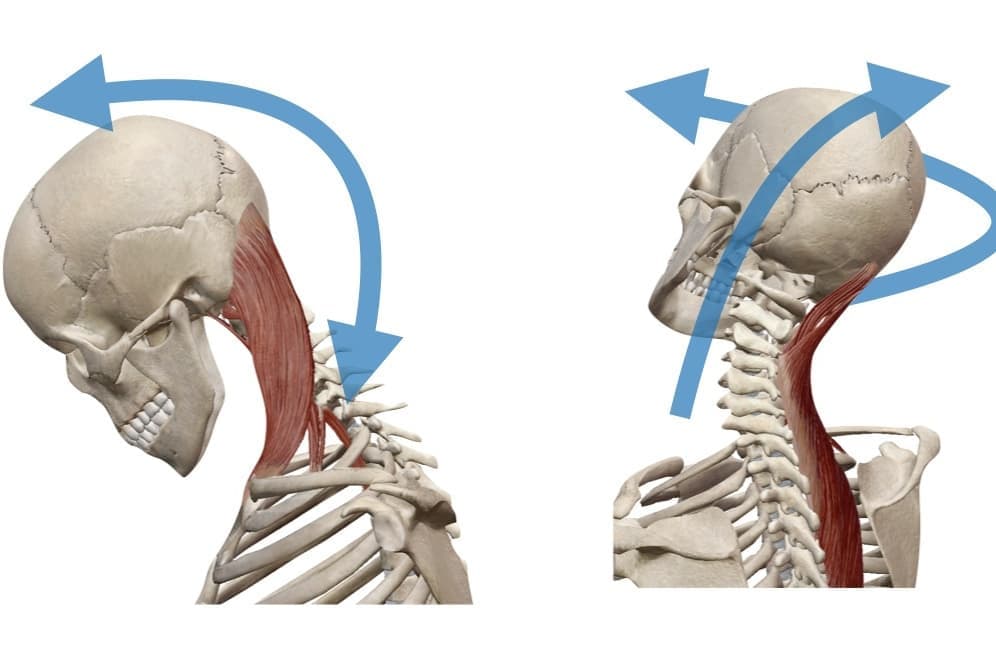 前腕の回内・回外