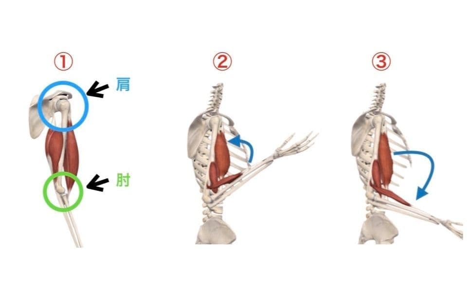 前腕の回内・回外