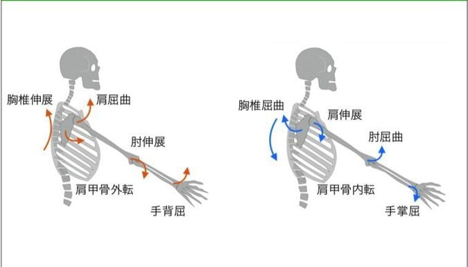 肩甲上腕リズム