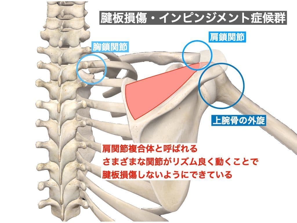 仙腸関節の不安定性