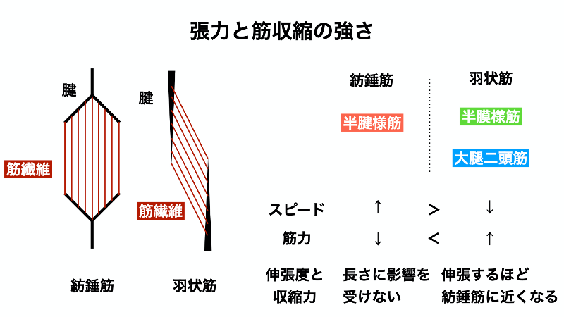 筋繊維の種類